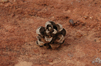 A pine cone rests against the red rock of the canyon