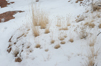 A winter blanket softly covers wispy grasses clinging to life on the rocks