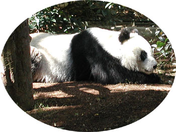 A panda bear at the San Diego Zoo