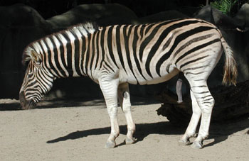 ZZZZ as in Zebra
